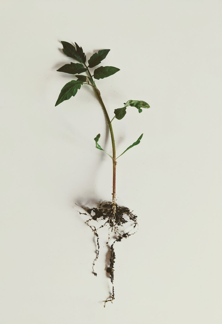 Let God Uproot the&nbsp;Pain